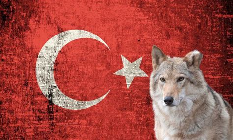 What is Turkey's National Animal, and How Does It Reflect the Country's Rich Cultural Tapestry?