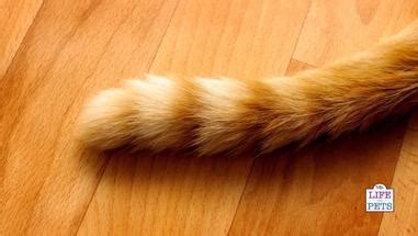 why does my cat tail vibrate when i pet her, and what does it really mean in the world of feline behavior?